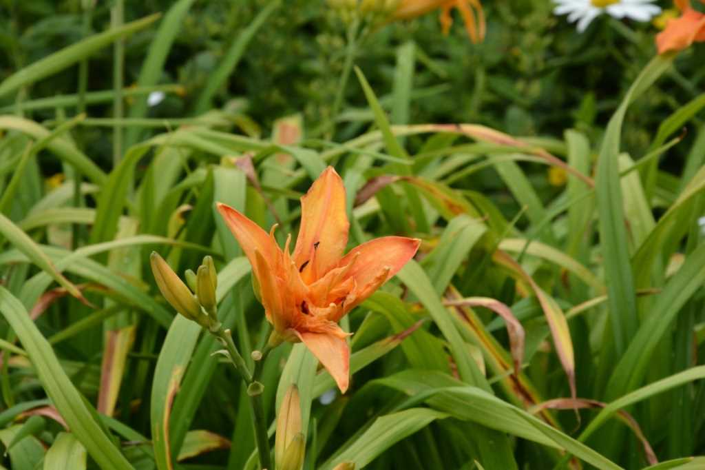DSC_5718Mittel_.JPG